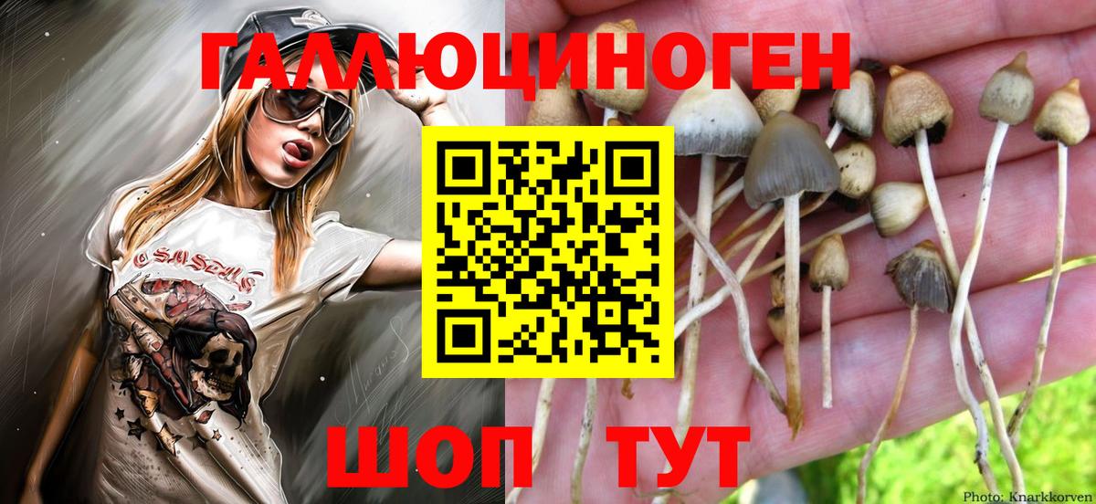 как найти   Вход с VPN  Обь  Псилоцибиновые грибы GOLDEN TEACHER 